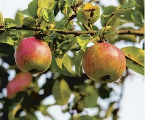  ??  ?? A cool, frost-free, well-ventilated place is ideal for storing apples