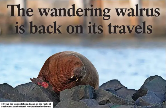  ?? ?? > Freya the walrus takes a break on the rocks at Seahouses on the North Northumber­land coast