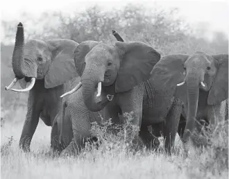  ?? Karel Prinsloo / Associated Press file ?? Elephants smell for possible danger in Kenya’s Tsavo East park. A new advisory board that will help oversee a revision of the rules for importing heads and hides is stacked with trophy hunters.