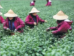  ?? WU YUANFENG / FOR CHINA DAILY AND SHI XIAOFENG / CHINA DAILY ?? Clockwise from left: Workers collect tea leaves in areas around West Lake in Hangzhou, Zhejiang province, in late March. Fresh tea leaves are handpicked before being heated up to halt oxidation. Fan Shenghua (left) teaches his apprentice the...