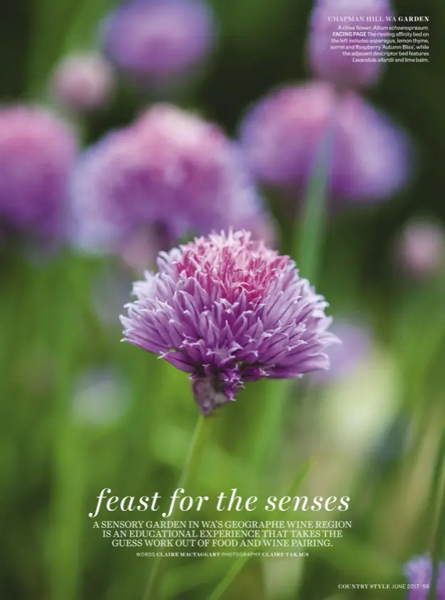  ??  ?? CHAPMAN HILL WA GARDEN A chive flower, Allium schoenopra­sum. FACING PAGE The riesling affinity bed on the left includes asparagus, lemon thyme, sorrel and Raspberry ‘Autumn Bliss’, while the adjacent descriptor bed features Lavandula allardii and lime...