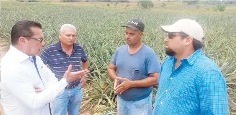  ??  ?? EL ALCALDE DE LAJAS, Marcos ”Turin” Irizarry dialoga con los piñeros José Ulises Martínez, presidente de la Asociación, Víctor Martínez y Eduardo Pérez, sobre las pérdidas que sufrirán por el excedente de piñas cosechadas.