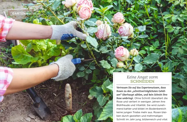  ??  ?? Wichtig
beim Rosenschni­tt: sich mit geeigneten Gartenhand­schuhen schützen. (www.annabeljam­es.co.uk, 32 Euro)