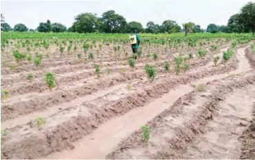  ??  ?? A farmer sprays his farm in Nasarawa State