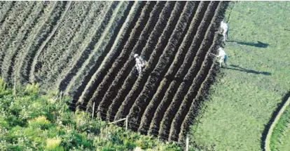  ?? RAFAEL PACHECO ?? Una de las dificultad­es de los productore­s agrícolas es la ubicación de sus sembradíos, pues en algunas de esas zonas se dificulta el acceso a la red Internet.