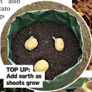  ?? ?? in bags
TOP UP: Add earth as shoots grow