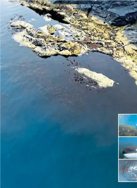  ?? ?? An orca swims on its side to stop a seal scanning the waves from being warned by its dorsal fin during the hunt off Shetland that features in BBC’S Wild Isles, main and below