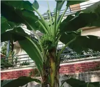  ??  ?? Bananas ripening on the stem.