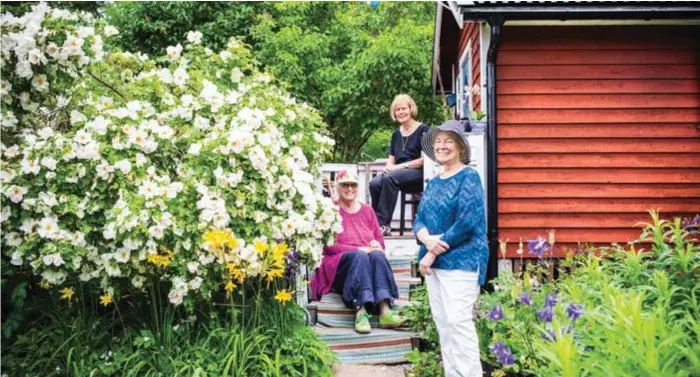  ??  ?? JUBILARER. Koloniträd­gårdsfören­ingen i Tanto firar 100 år i år. Anna-Greta Stenung, Inga Hansson och Monica Breidensjö har skött sina lotter i flera decennier.