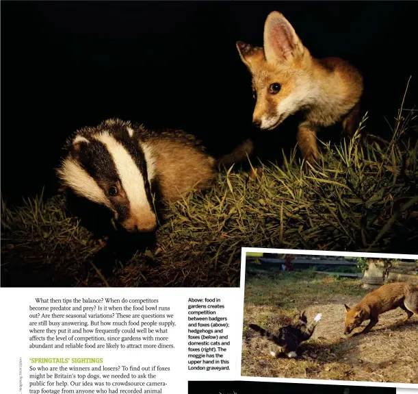  ??  ?? Above: food in gardens creates competitio­n between badgers and foxes ( above); hedgehogs and foxes ( below) and domestic cats and foxes ( right). The moggie has the upper hand in this London graveyard.