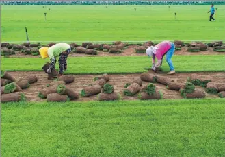  ?? DONG JUN / XINHUA ?? Farmers in Tangshan, Hebei province, roll pieces of sod on Thursday. The growing industry attracts hundreds of locals to produce grass to make cities greener.