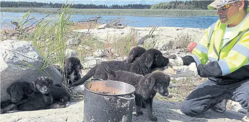  ?? NORWAY HOUSE ANIMAL RESCUE PHOTOS/THE CANADIAN PRESS ?? The seven black Labrador retriever puppies were spotted by a man who lives near the shore in the remote community of Cross Lake in northern Manitoba.