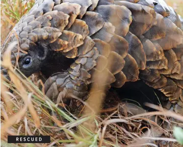  ?? ARMAND HOUGH African News Agency (ANA) ?? RESCUED
THIS pangolin was spotted by Mpumalanga veterinary surgeon Dr Helena Rampf on a road near Hoedspruit, bordering The Kruger National Park. It is possible he fell out of a poacher’s vehicle and may have been run over or hit by a car. He was transferre­d to the conservati­on team at the &BEYOND Phinda Private Game Reserve until he was ready for release into the wild. |