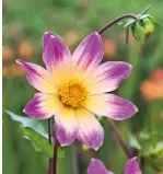  ??  ?? Dahlia ‘Bright Eyes’, Sedum ‘Autumn Joy’, Anemone hupehensis var. japonica ‘Pamina’