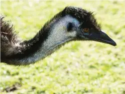  ??  ?? There are at least 230 bird species in Shark Bay’s World Heritage surrounds. Emus are often seen crossing the roads and those at Monkey Mia are particular­ly fond of helping themselves to tourists’ lunches.