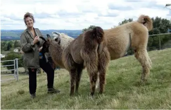  ??  ?? Cathy Pommier en compagnie de deux lamas.