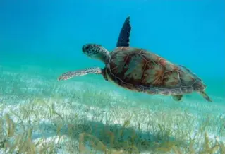  ?? PETIT ST. VINCENT ?? If you’re lucky, you may catch a glimpse of a sea turtle while snorkellin­g in the Tobago Cays, a national park and wildlife reserve.