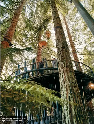  ??  ?? The Treewalk ramp takes you high above the forest floor