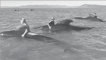  ??  ?? Volunteers try to guide stranded pilot whales back out to sea. — Reuters photo