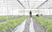  ?? ?? Farmers continue production of crops in greenhouse­s after the Feb. 6 quakes, Kahramanma­raş, Türkiye, March 25, 2023.