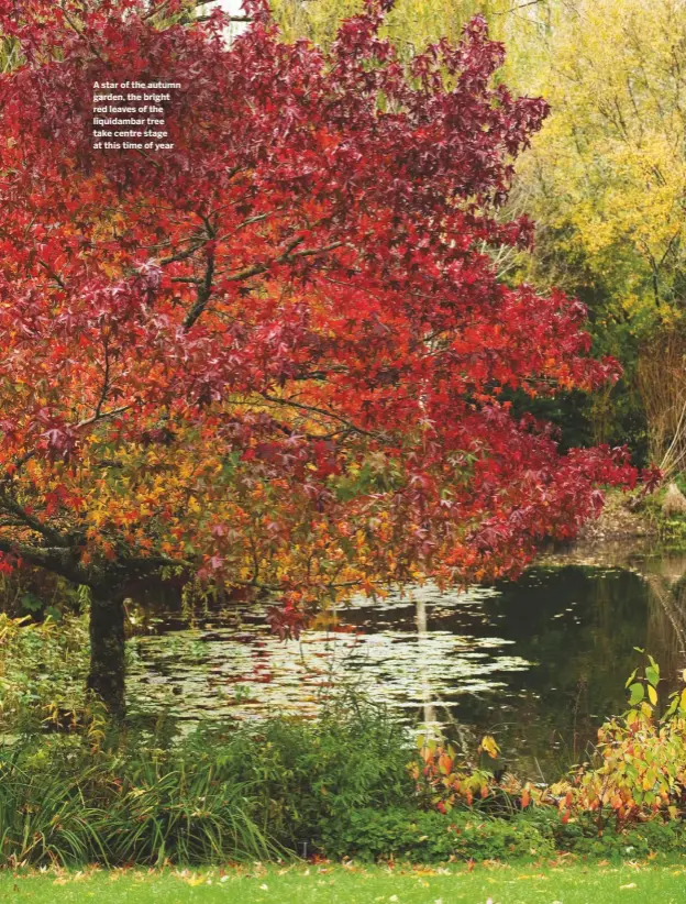  ??  ?? A star of the autumn garden, the bright red leaves of the liquidamba­r tree take centre stage at this time of year