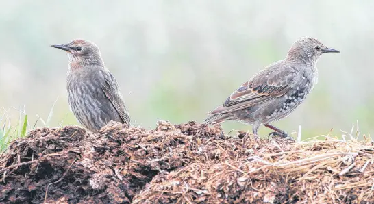  ?? ?? The bird on the right is starting to replace its juvenile plumage with the dark, white-tipped feathers that makes it easy to identify starlings. The brown bird on the left is still in full juvenile brown plumage.