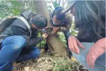  ?? PROVIDED TO CHINA DAILY ?? Wang Fang, an animal researcher in Shanghai, leads a field investigat­ion that resulted in the discovery of raccoon dogs in residentia­l quarters.