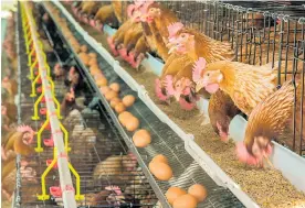  ?? SHUTTERSTO­CK ?? La alimentaci­ón de aves para producir carne de pollo es importada.