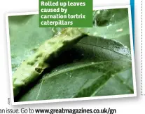  ??  ?? Rolled up leaves caused by carnation tortrix caterpilla­rs