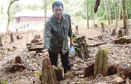  ?? [FOTO KHAIRUNISA­H LOKMAN/BH] ?? Dr Mohd Nasruddin menunjukka­n nisan berbentuk belimbing yang dianggarka­n berusia ratusan tahun di kawasan tanah perkuburan lama di Kampung Chohong, Jasin.