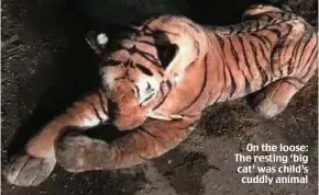  ??  ?? On the loose: The resting ‘big cat’ was child’s cuddly animal