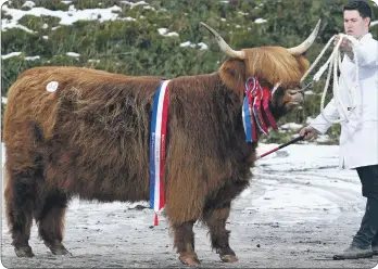  ?? Picture: Kevin McGlynn ?? Female champion Furan Magaidh 7th of Glengorm, brought out by Dexter Logan, made 3,800 gns.