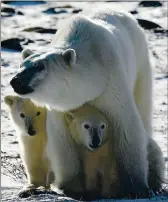  ?? JONATHAN HAYWARD/ THE CANADIAN PRESS VIA AP, FILE ?? A polar bear mother and her two cubs are seen in Wapusk National Park on the shore of Hudson Bay.