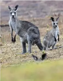  ?? AFP ?? Los canguros han llegado a zonas residencia­les huyendo de las llamas. 480 millones de animales han muerto.