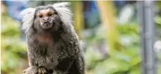  ?? Archivfoto: Andreas Brücken ?? Das Weißbüsche­läffchen ist bei Tierpaten im Ulmer Zoo besonders beliebt. Eine Pa tenschaft für den Primaten kostet 30 Euro im Jahr.