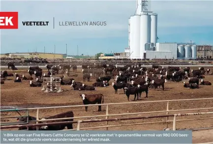  ??  ?? ’n Blik op een van Five Rivers Cattle Company se 12 voerkrale met ’n gesamentli­ke vermoë van 980 000 beeste, wat dit die grootste voerkraalo­nderneming ter wêreld maak.