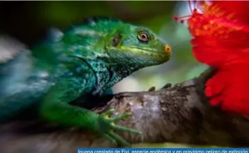  ??  ?? Iguana crestada de Fiyi, especie endémica y en gravísimo peligro de extinción