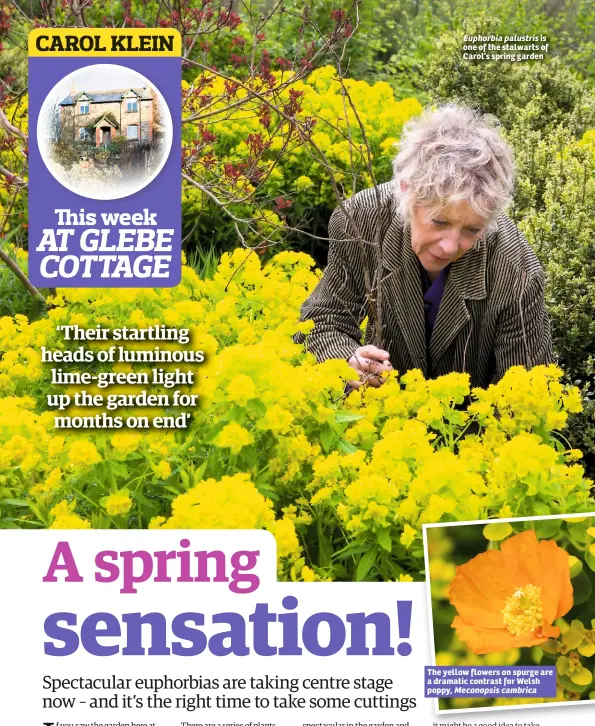  ??  ?? Euphorbia palustris is one of the stalwarts of Carol’s spring garden The yellow flowers on spurge are a dramatic contrast for Welsh poppy, Meconopsis cambrica