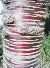  ?? ?? CHERRY RIPE: The stunning bark of Prunus serrula is an all-year-round attraction.