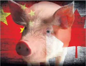  ??  ?? En février 2019, le Canada a vendu 58 millions de kg de porc, en Chine ce qui représente une augmentati­on de 23 % par rapport à la même période un an plus tôt.