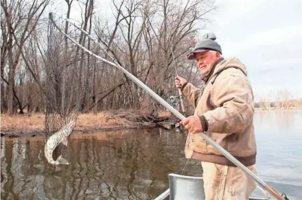  ?? PAUL A. SMITH / MILWAUKEE JOURNAL SENTINEL ?? Bob Caryl of Red Banks, Wis., nets a walleye while fishing on the Wolf River near Red Banks. The upriver migration of walleyes from the Lake Winnebago system is an annual sign of spring in the region.