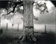  ?? COPYRIGHT SALLY MANN ?? Photos of the landscape, family, her children and the unique, haunted dimension to the South are components of the High Museum exhibition “Sally Mann: A Thousand Crossings,” which includes “Deep South, Untitled (Scarred Tree)” (1998).
