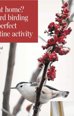  ?? CATHIE COWARD THE HAMILTON SPECTATOR FILE PHOTO ?? LEFT: A nuthatch perches on a branch of sumac flowers. It’s a good time to be paying attention to what’s right in your own backyard.