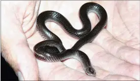  ?? PICTURE: GAIL ELSE ?? There will be a snake awareness presentati­on by Pat McKrill at Springside Nature Reserve, Hillcrest, on November 22. Above is a Cape wolf snake.