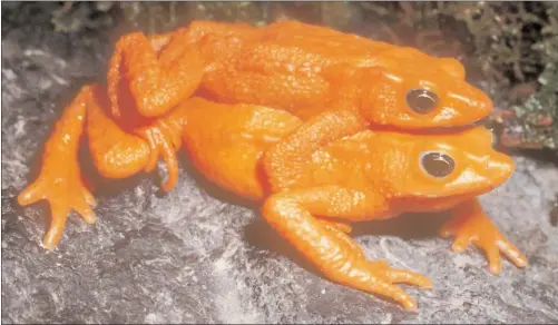  ?? Enrique La Marca (above); Philip Nelson (below); both via Global Wildlife Conservati­on ?? ABOVE: The scarlet harlequin frog was last seen in 1990.
BELOW: The Pink Headed Duck has remained elusive since it was last seen in 1949.