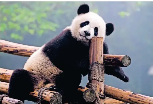  ?? FOTO: THINKSTOCK ?? Will auch bloß sitzen: ein Pandabär in Chengdu, China.