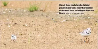  ?? ASHLEE REZIN/SUN-TIMES ?? One of three newly hatched piping plover chicks walks near their mother, nicknamed Rose, on Friday on Montrose Beach.