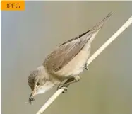  ??  ?? One of these Reed Warbler images was captured as a high quality JPEG while the other was captured in RAW. In terms of publishabl­e detail, spot the difference JPEG