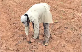  ??  ?? Mercedeño González cubre con tierra las frágiles raíces de uno de los plantines.