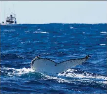  ?? (File Photo/AP/Mark Baker) ?? A humpback whale dives June 14, 2021, off the coast of Port Stephens, Australia.